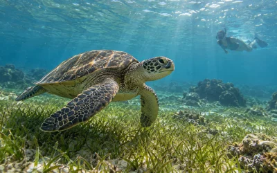 Observer tortues guadeloupe, Blog Où observer les tortues marines en Guadeloupe ?