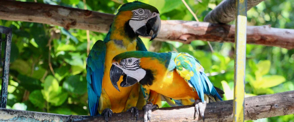 Perroquet guadeloupe, Vacances en famille en Guadeloupe : pourquoi choisir Sainte-Anne ? Perroquet guadeloupe